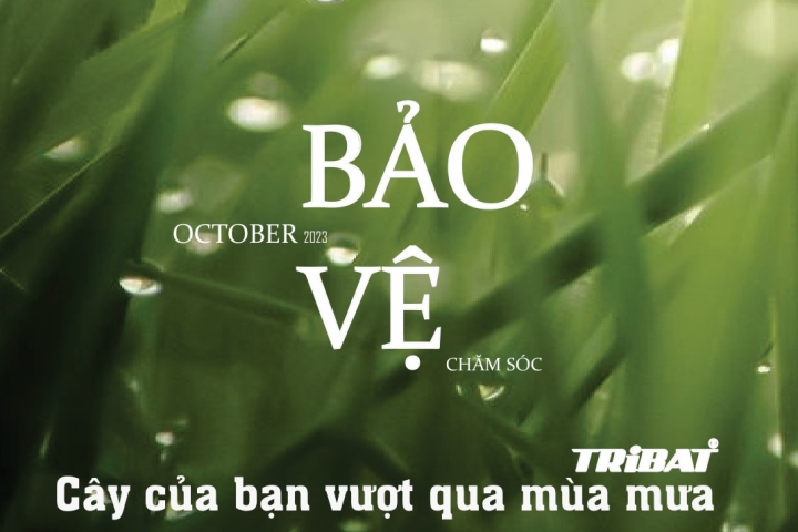 NHỮNG BƯỚC CHĂM CÂY CƠ BẢN CHO MÙA MƯA